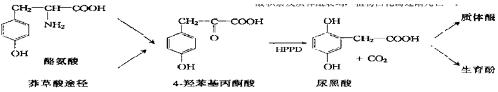 植物體內(nèi)HPPD與α-生育酚及質(zhì)體醌的生物合成路徑